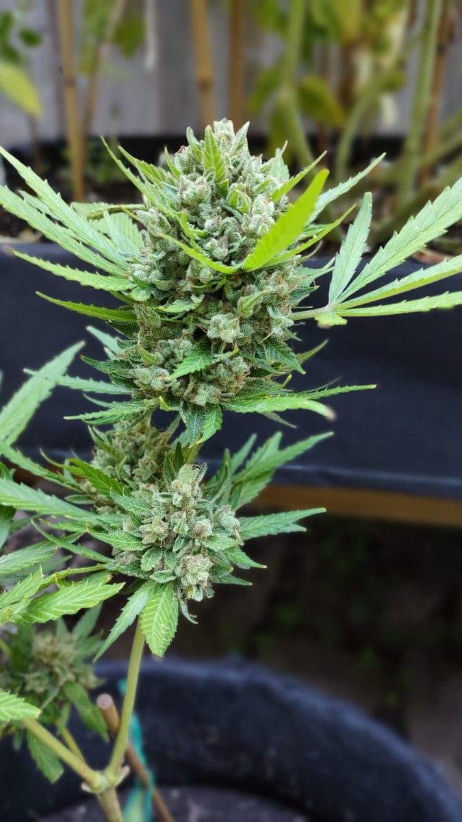 De evolutie van moderne wietteelt